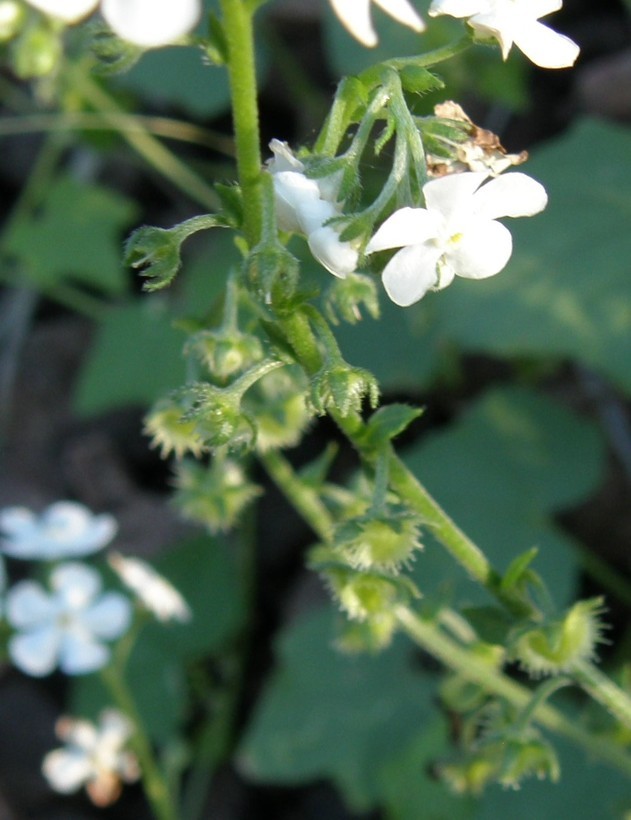 Image of Chihuahuan stickseed