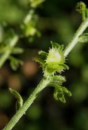 Image of Chihuahuan stickseed