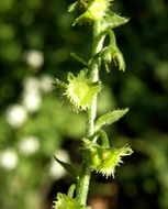 Image of Chihuahuan stickseed