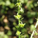 Image of Chihuahuan stickseed
