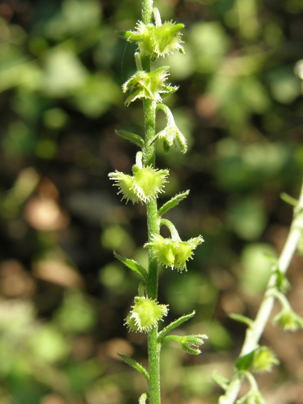 Image of Chihuahuan stickseed