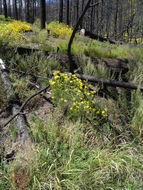 Image of MacDougal's ragwort