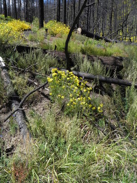 Imagem de Senecio eremophilus var. macdougalii (Heller) Cronq.