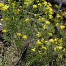 Imagem de Senecio eremophilus var. macdougalii (Heller) Cronq.