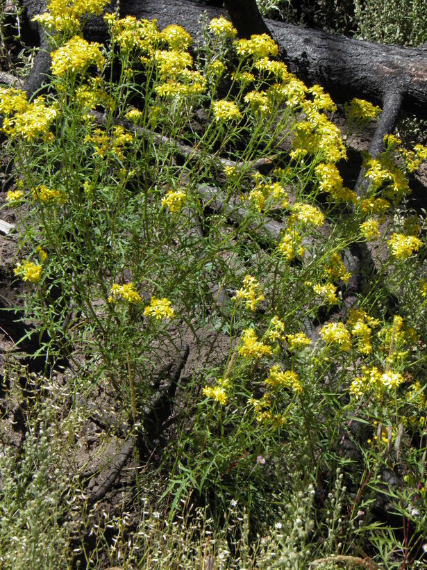 Image of MacDougal's ragwort