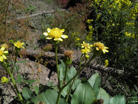 Image of Wooton's ragwort