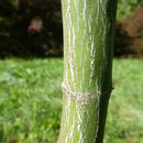 Image of Acer oliverianum subsp. formosanum (Koidz.) E. Murray