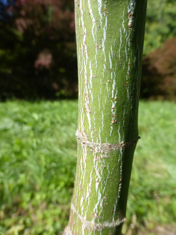 صورة Acer oliverianum subsp. formosanum (Koidz.) E. Murray