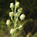 Image of horseweed