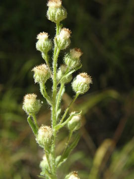 Image of pineland horseweed