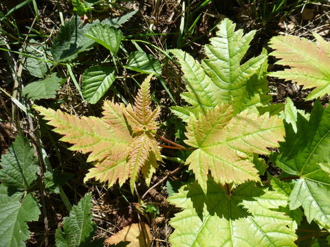 Image of Deep-veined Maple