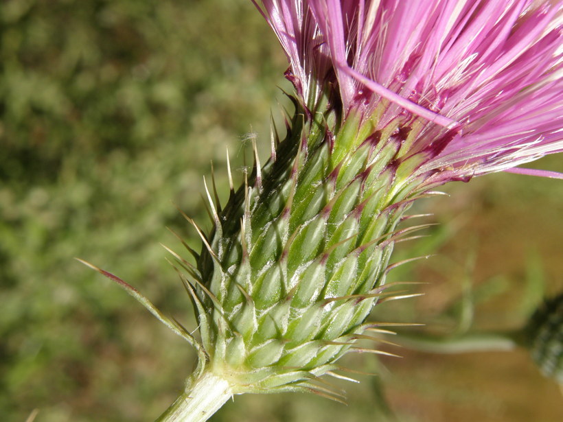 Plancia ëd Cirsium ochrocentrum var. martinii (Barlow-Irick) D. J. Keil