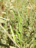 Plancia ëd Cirsium ochrocentrum var. martinii (Barlow-Irick) D. J. Keil