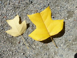 Image of Tulip tree