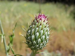 Plancia ëd Cirsium ochrocentrum var. martinii (Barlow-Irick) D. J. Keil