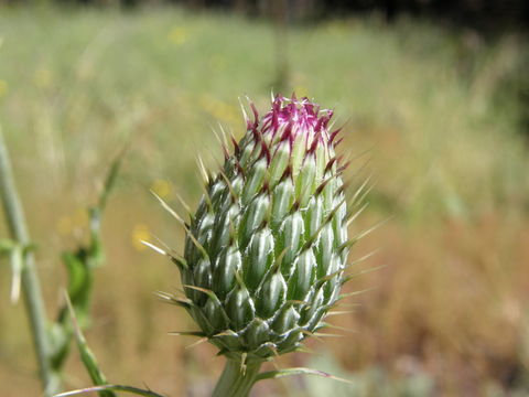 Image de Cirsium ochrocentrum var. martinii (Barlow-Irick) D. J. Keil