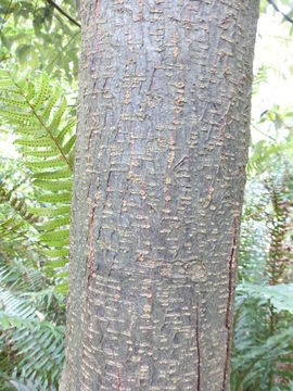 Image of Lithocarpus variolosus (Franch.) Chun