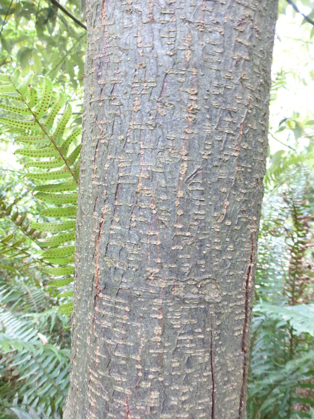 Слика од Lithocarpus variolosus (Franch.) Chun
