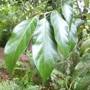 Image of Lithocarpus variolosus (Franch.) Chun