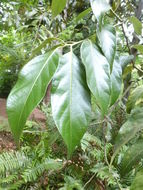 Слика од Lithocarpus variolosus (Franch.) Chun