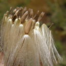 Image of yellowspine thistle