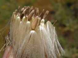 Plancia ëd Cirsium ochrocentrum var. martinii (Barlow-Irick) D. J. Keil