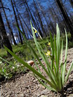 صورة Sisyrinchium longipes (E. P. Bicknell) Kearney & Peebles