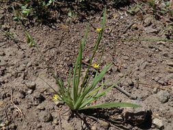 صورة Sisyrinchium longipes (E. P. Bicknell) Kearney & Peebles