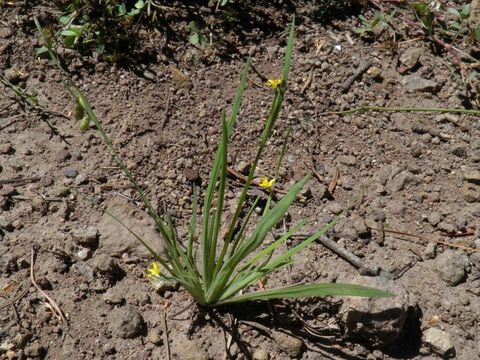 Image of Timberland Blue-Eyed-Grass