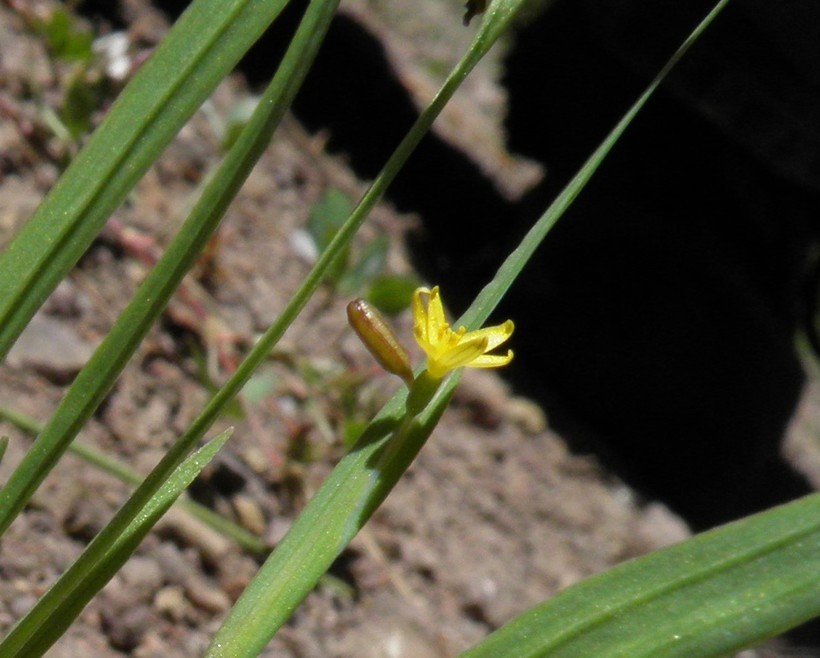 صورة Sisyrinchium longipes (E. P. Bicknell) Kearney & Peebles