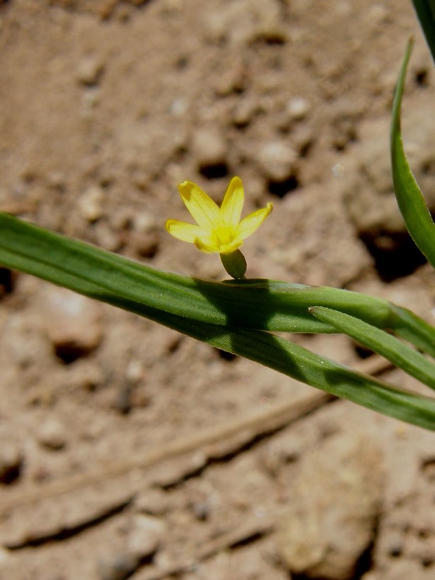 صورة Sisyrinchium longipes (E. P. Bicknell) Kearney & Peebles