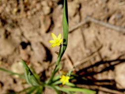 صورة Sisyrinchium longipes (E. P. Bicknell) Kearney & Peebles