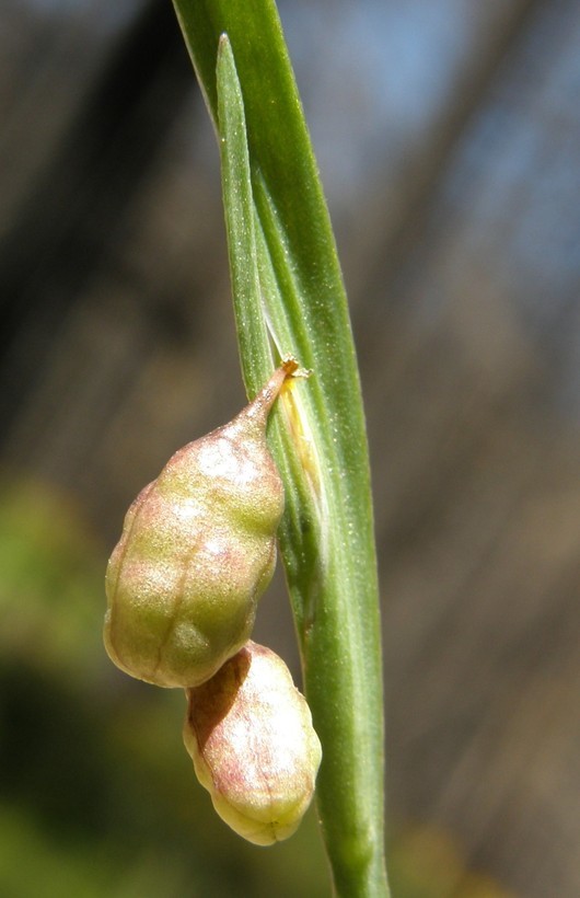 صورة Sisyrinchium longipes (E. P. Bicknell) Kearney & Peebles