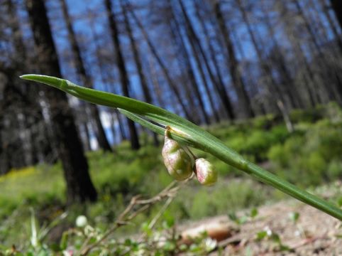 Image of Timberland Blue-Eyed-Grass