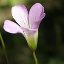 Sivun Oxalis alpina (Rose) Rose ex Knuth kuva