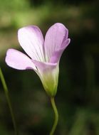 Image of alpine woodsorrel