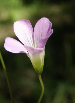 Sivun Oxalis alpina (Rose) Rose ex Knuth kuva