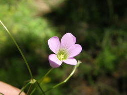 Image of alpine woodsorrel