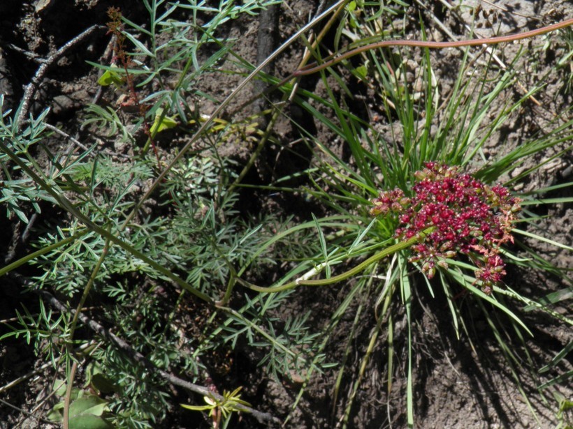 Cymopterus lemmonii (J. M. Coult. & Rose) Dorn resmi