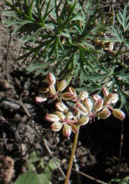 Imagem de Cymopterus lemmonii (J. M. Coult. & Rose) Dorn