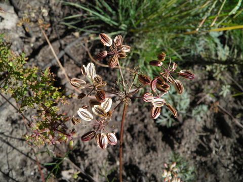 Imagem de Cymopterus lemmonii (J. M. Coult. & Rose) Dorn