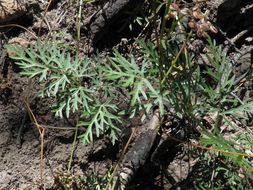 Image of alpine false springparsley