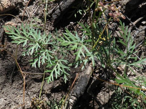 Imagem de Cymopterus lemmonii (J. M. Coult. & Rose) Dorn