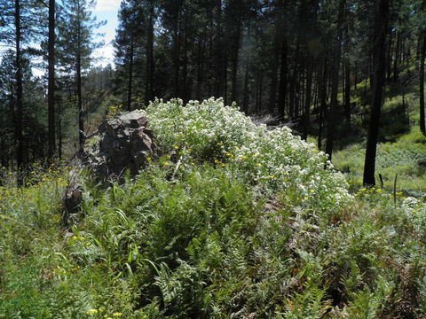 Image of fragrant snakeroot