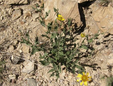 Image of Rothrock's crownbeard