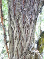 Image of Siberian Elm