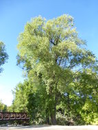 Image of Siberian Elm