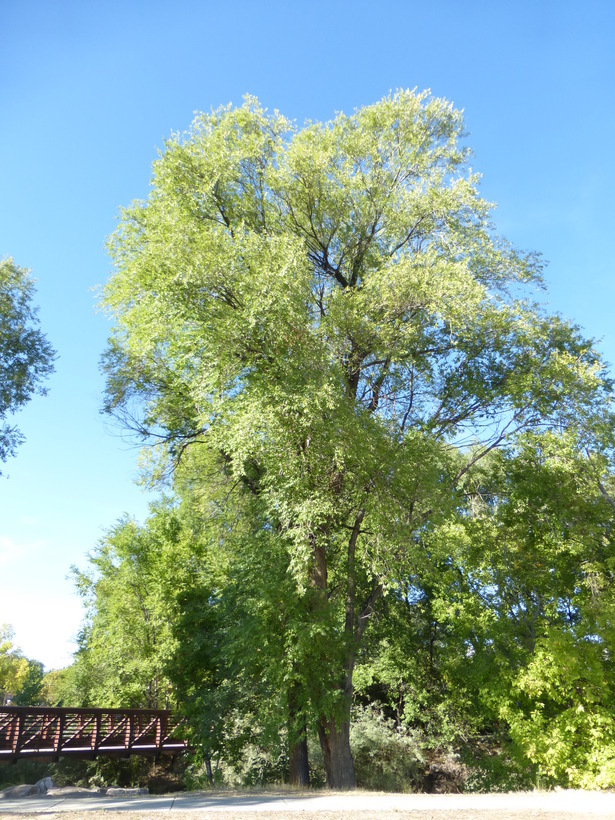 Image of Siberian Elm