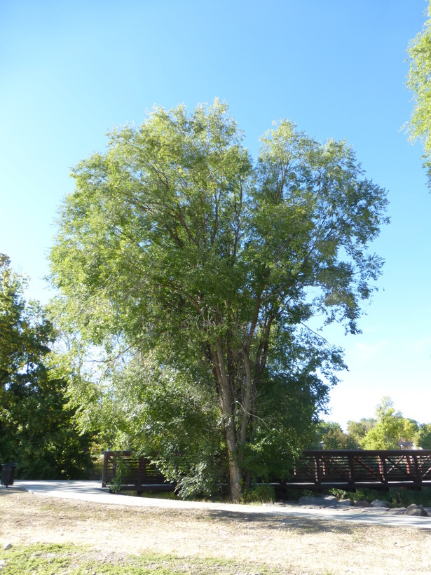 Image of Siberian Elm