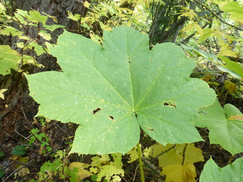 Image de bois piquant